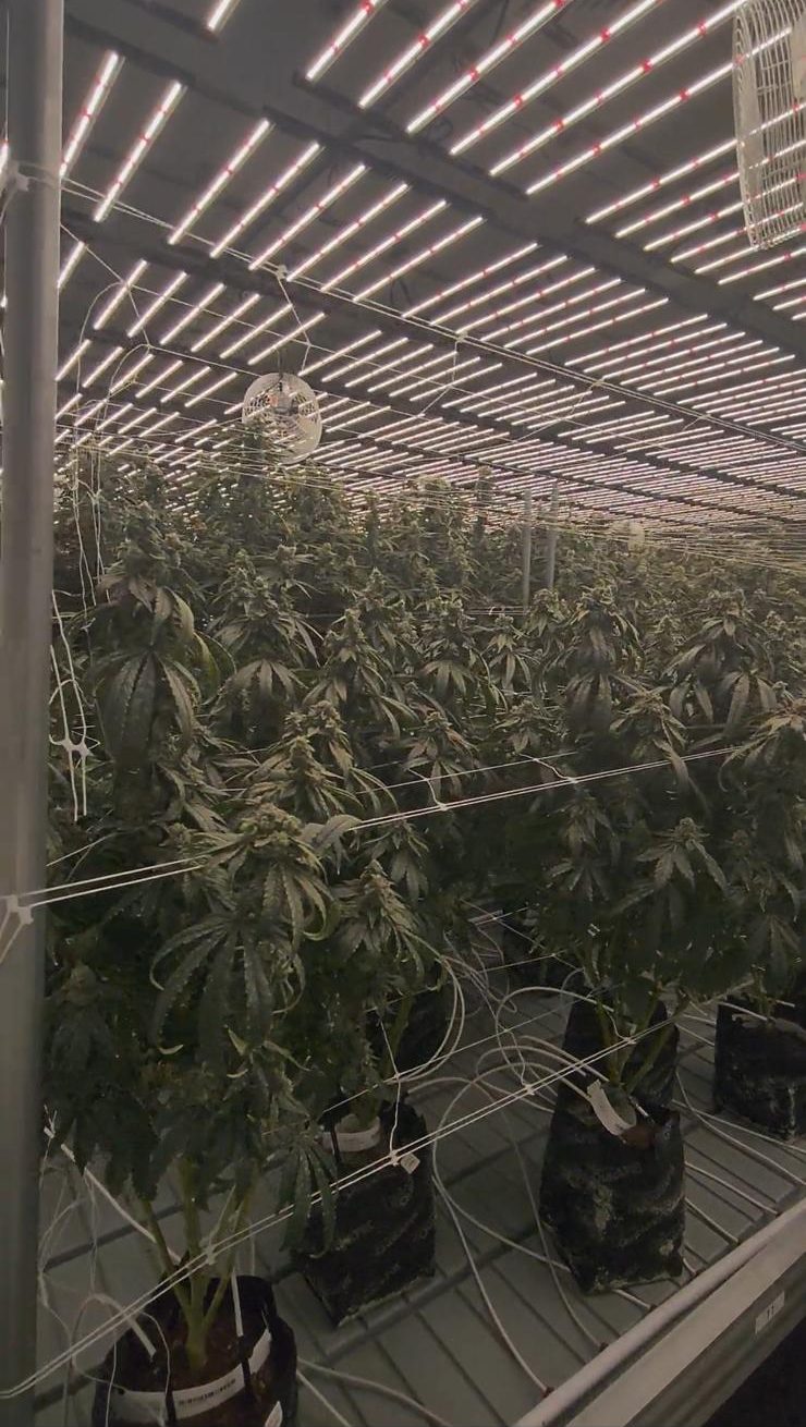 Gumbo Farm