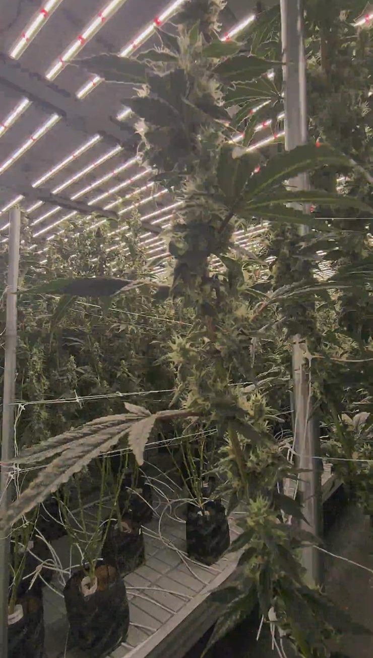 Gumbo Farm