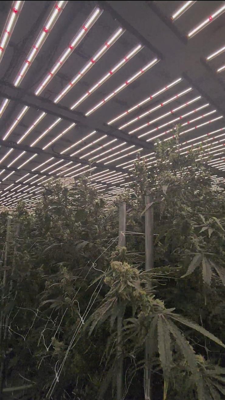 Gumbo Farm