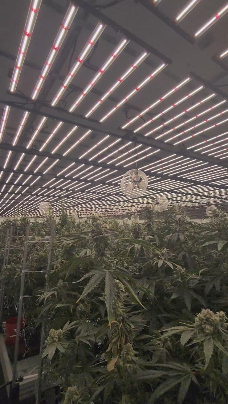 Gumbo Farm